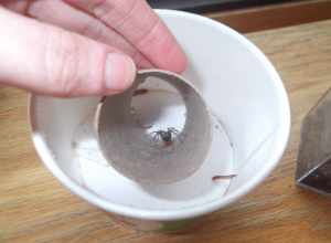 captive adult female tegenaria domestica feeding on a mealworm