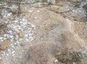 Remains of oyster midden at Nocoroco site in Tomoka State park, Ormond Beach, Volusia County, Florida