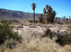 Oasis of Mara at the Joshua Tree Natl. Park HQS