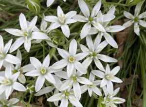 common star-of-Bethlehem (Ornithogalum umbellatum)