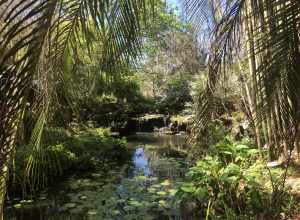 Overlook of Waterfall at Kanapaha Botanical Gardens. Tropical plants and trees can be seen throughout the photo. Blue sky in the background.