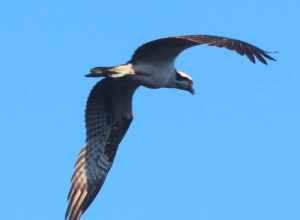 Osprey