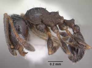 Profile view of ant Pheidole littoralis specimen casent0104405.