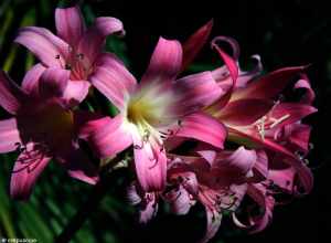 
500px provided description: Flowers at Huntington Gardens. [#yellow ,#flowers ,#red ,#beauty ,#spring ,#color ,#nature ,#flower ,#summer ,#beautiful ,#plant ,#green ,#pink ,#garden ,#bloom ,#nature photograph]