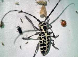 Cottonwood Borer (Plectrodera scalator)