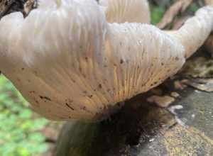 Oyster Mushroom (Pleurotus ostreatus)