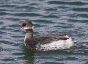 Adult Eared Grebe in non-breeding plumage (Podiceps nigricollis californicus)