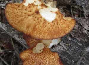 Polyporus radicatus