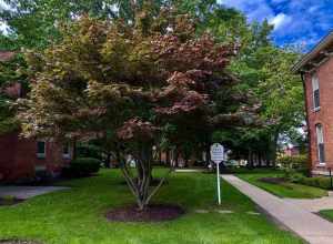 The Promise Tree Memorial - planted in honor of the victims of the terrorist attack of September 11, 2001 on the occasion of its first anniversary - stands amid the historic homes of Federal Row in Erie, Pennsylvania as seen in October 2021.
