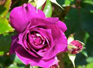 Purple Rose