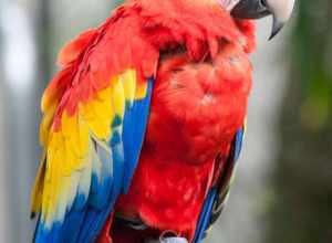 
500px provided description: Rainforest Pyramid at Moody Gardens in Galveston, Texas [#parrot ,#rainforest ,#moody gardens]