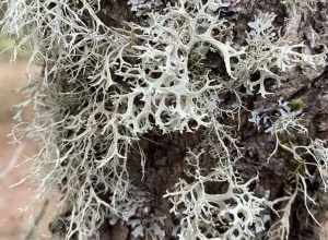 Farinose Cartilage Lichen (Ramalina farinacea)