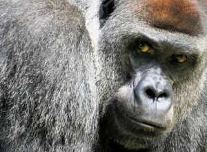 
500px provided description: Regard Suspicieux Suspicious Look [#Animal ,#Gorilla ,#Face ,#Monkey ,#Suspicious look]