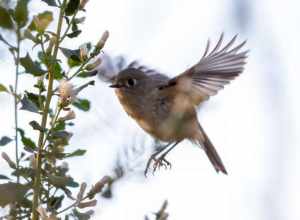 Ruby-crowned Kinglet (Regulus calendula)