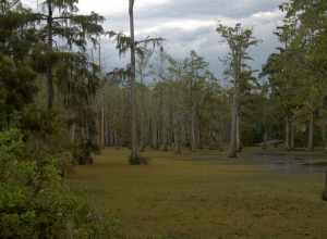 A swamp in Sam Houston State Park