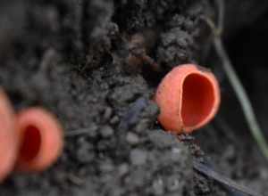 Scarlet Cup (Sarcoscypha coccinea)