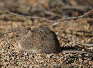 Arizona Cotton Rat (Sigmodon arizonae)