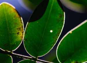 
500px provided description: A quick macro shot of some leaves backlit by the sun.  [#leaves ,#macro ,#sun ,#backlit ,#Nikon D700 ,#105mm Macro]