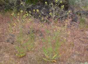 Tall tumblemustard is often an annual but can be a biennial.