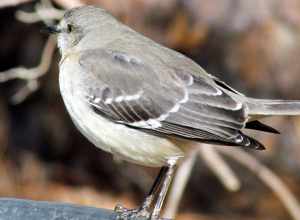 Sllent Mockingbird Backyard Birds Cary