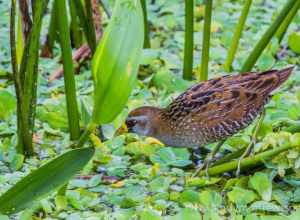 This Sora was captured at Green Cay, Boynton Beach, Florida on 8 February 2012.  

I visited Green Cay and met some of the founder members of the Green Cay posse.  Luckily I also saw a couple of firsts for me including this little Sora.  Thanks  to