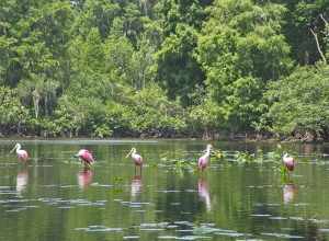 Roseate Spoonbills in a shallow part of the Hillsborough River in Tampa, FL.