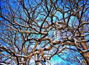 
500px provided description: Tangles branches of 2 trees covered with snow. [#trees ,#branches ,#snow tree ,#snow covered ,#show branches]