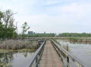 Cattail marshland, Tifft Nature Preserve, Buffalo, New York