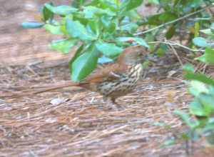 Brown Thrasher Toxostoma rufum, Dauphin Island, Alabama