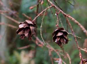 Tsuga heterophylla cones. Yost Park, Edmonds, Washington, USA.