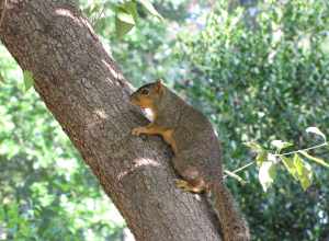 Fox Squirrel climbing a tree