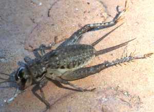 Japanese burrowing cricket paralyzed by a wasp - dorsal view Wildlife Prairie Park