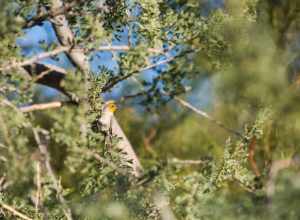 Verdin, McDowell-Sonoran Desert Preserve, Scottsdale, AZ