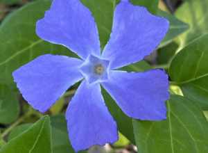 greater periwinkle (Vinca major)