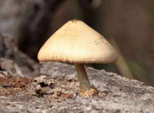 Silky Rosegill (Volvariella bombycina)