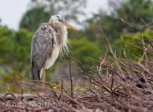 This Würdemann's Heron was captured on its nest at Wakodahatchee Wetlands, Palm Beach County, Florida on 8 February 2012.  The Würdemann's is rare and is considered a hybrid between a Great White Heron and a Great Blue Heron.  Notice the white front