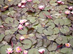 
500px provided description: A gorgeous data at Ashton Gardens, Thanksgiving Point in Lehi Utah. There were some clouds but they didn't take away from this shot. [#flowers ,#lily ,#nature ,#utah ,#pond ,#water lily ,#thanksgiving point ,#Water]