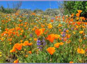 500px provided description: Poppies are taking over!!
Lots of color on this hillside.  :-)
Orange, Gold, Yellow, Purple, White and I'm sure there are some nice pink verbena hiding in there somewhere.
SPRING IS HERE!!!!

Sorry East Coast, you may