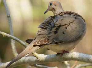 American Mourning Dove at Sanibel Island in Lee County, Florida, U.S.A.