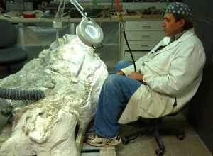 Exhibit preparator Tommy Diamond works on an Alamosaurus vertebra