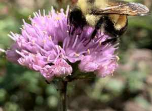 Rusty-patched Bumble Bee (Bombus affinis)