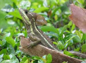 Brown Basilisk, Basiliscus Vittatus