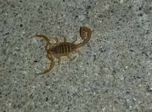 Arizona Bark Scorpion (Centruroides sculpturatus)