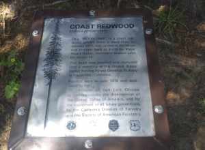 The Moon Tree plaque.