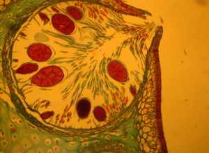 prepared slide demonstration, x.s. of conceptacle with oogonia and antheridia
Known also as wracks, the Fucus brown seaweeds are always diploid and meiosis takes place before the gametes are formed. The reproductive organs of the macroalgae consist