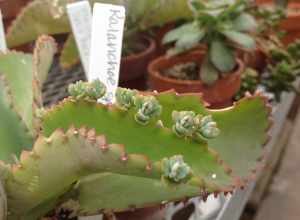 Asexual reproduction (plantlets) on a succulent in the genus Kalanchoe. Photographed with iPad at the University of Northern Iowa Botanical Center.