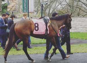 Lady Aurelia in the paddock before placing 2nd in the Giant's Causeway at Keeneland.

Feel free to use this photo however you like, just attribute &lt;a href="https://atthepaddock.com" rel="nofollow"&gt;atthepaddock.com&lt;/a&gt;. Thanks!