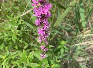 purple loosestrife (Lythrum salicaria)