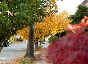 
500px provided description: New England Fall [#trees ,#leaf ,#season ,#seasonal ,#colorful ,#suburbs ,#rhode island ,#Fall ,#New England ,#Foilage]