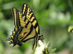 Female Papilio multicaudata sipping nectar, Cheyenne, USA